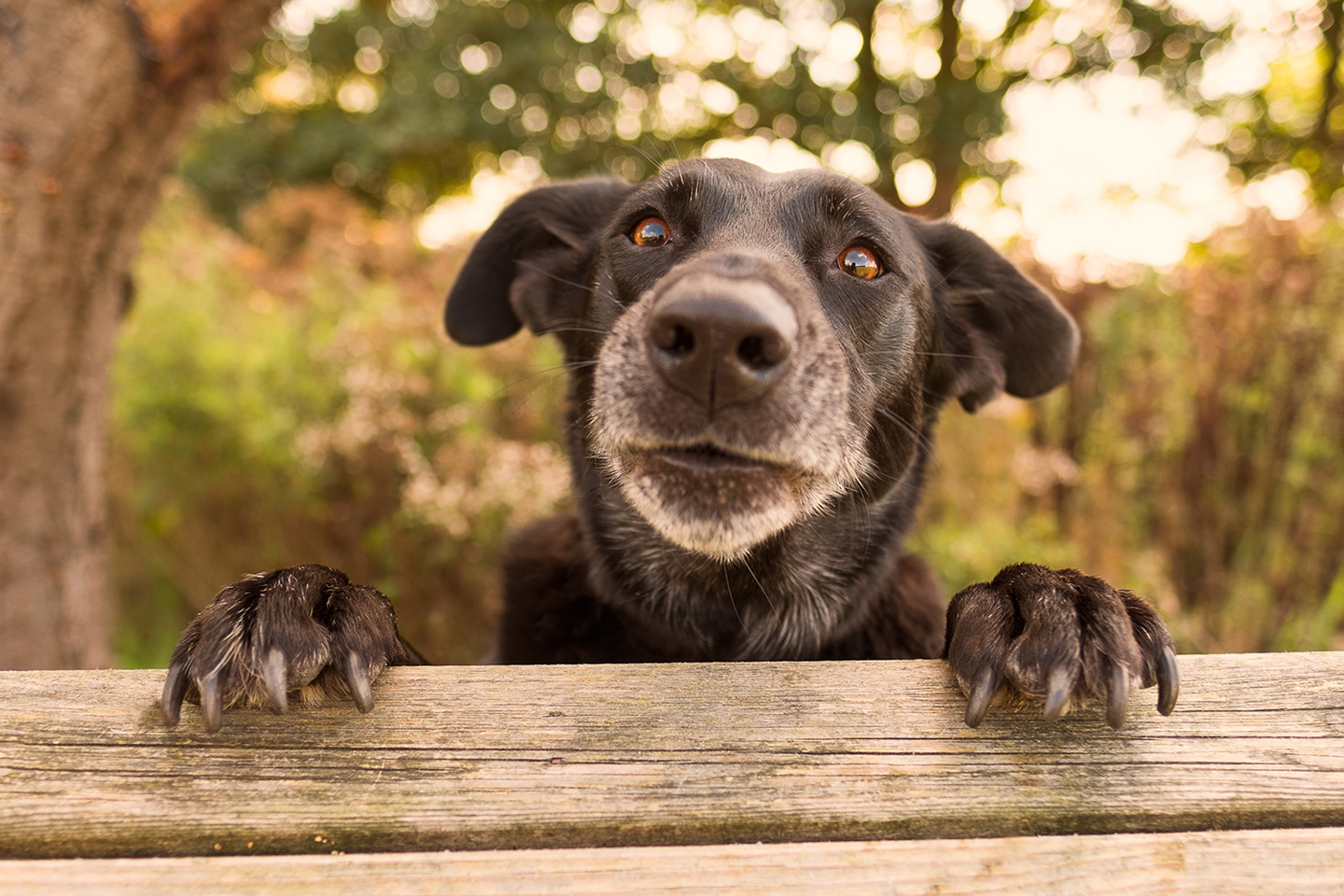 Hund mit schwarzem Fell schaut über einen Zaun aus Holz und stützt sich darauf mit seinen Pfoten ab