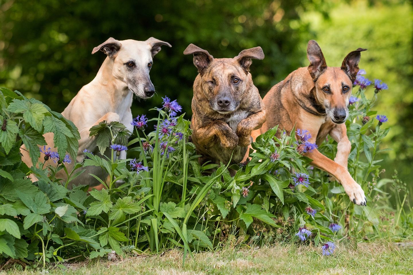 Drei Hunde springen parallel über ein Blumenbeet