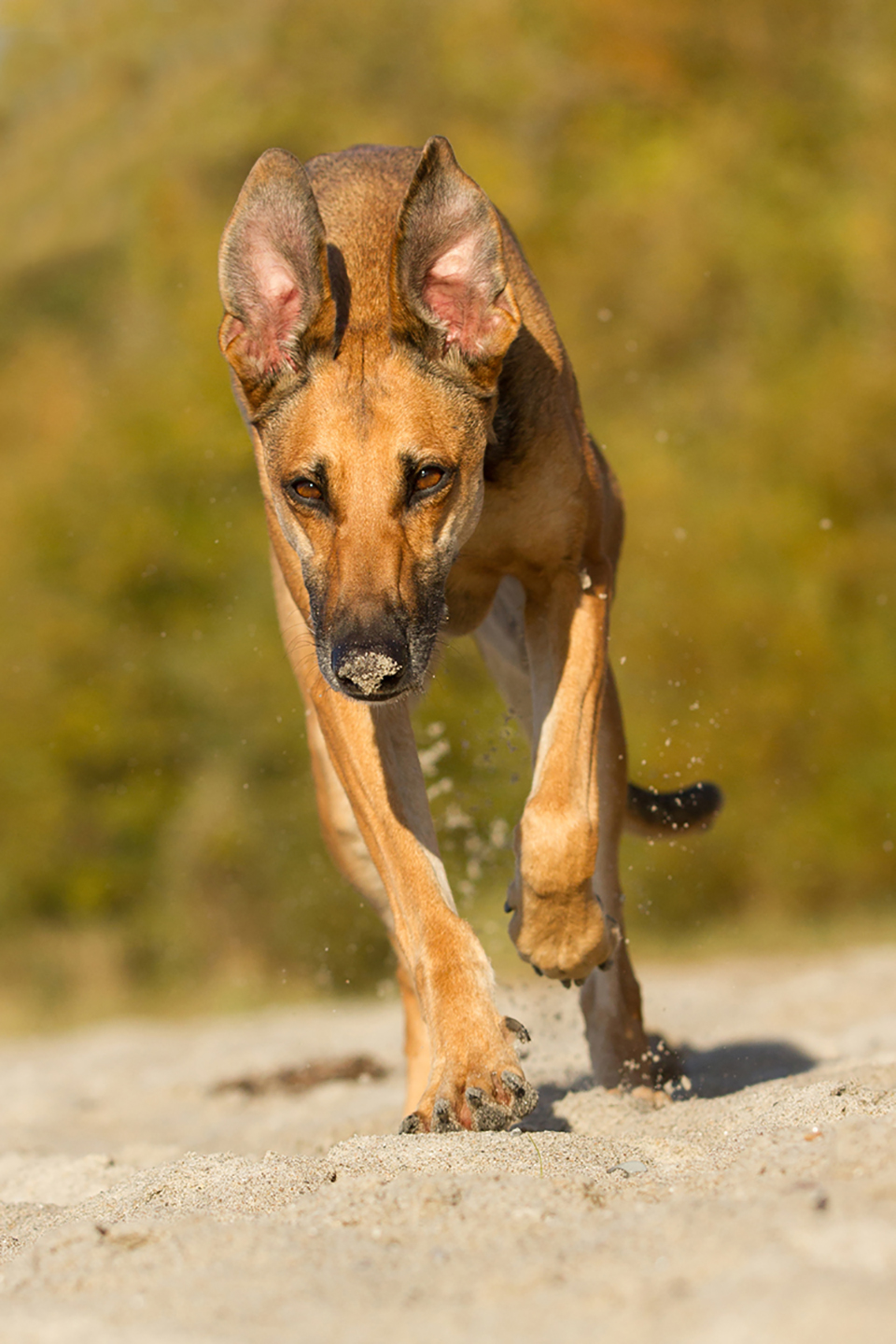 Ein Hund läuft schnell mit angelegten Ohren