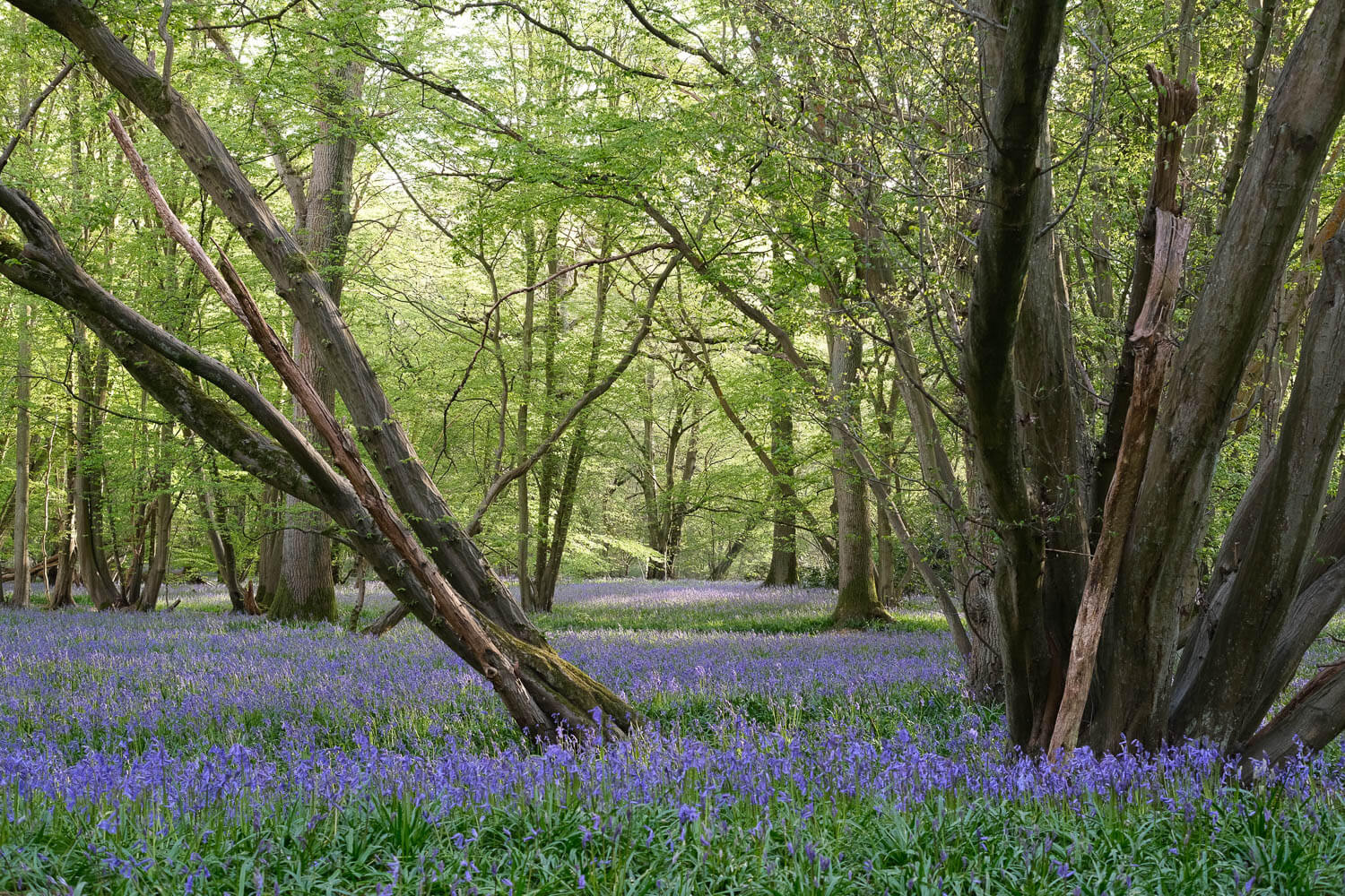 Field of bluebells with FUJIFILM Color Chrome Strong