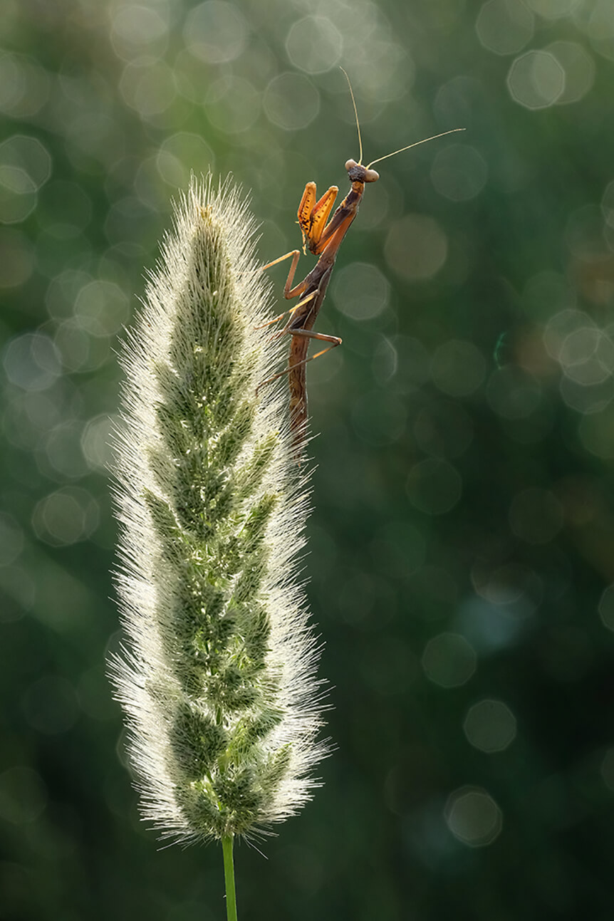 Learn photography with Fujifilm, Six Great Subjects for Macro