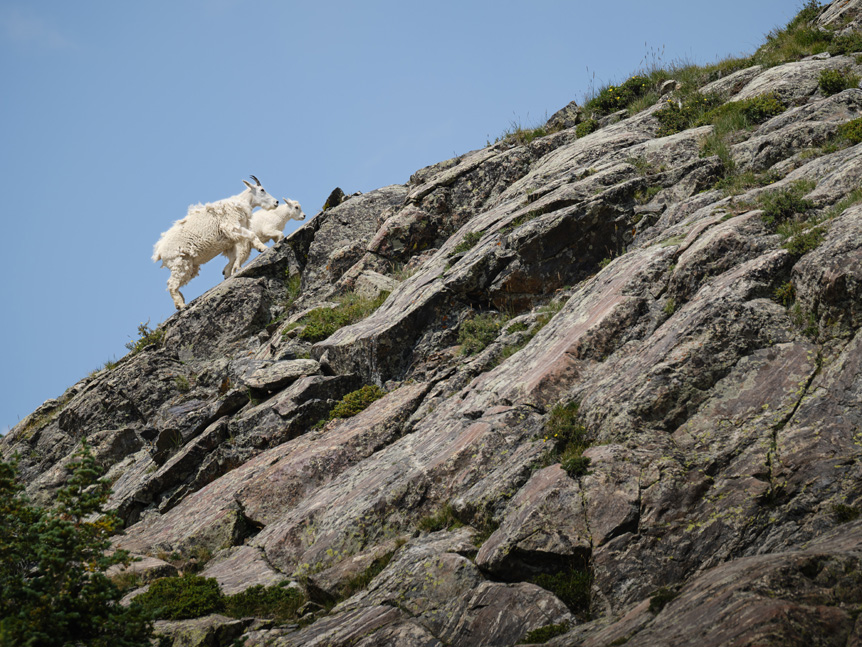 White mountain goat and kid walking up a steep rocky ridge, framed against clear blue sky.