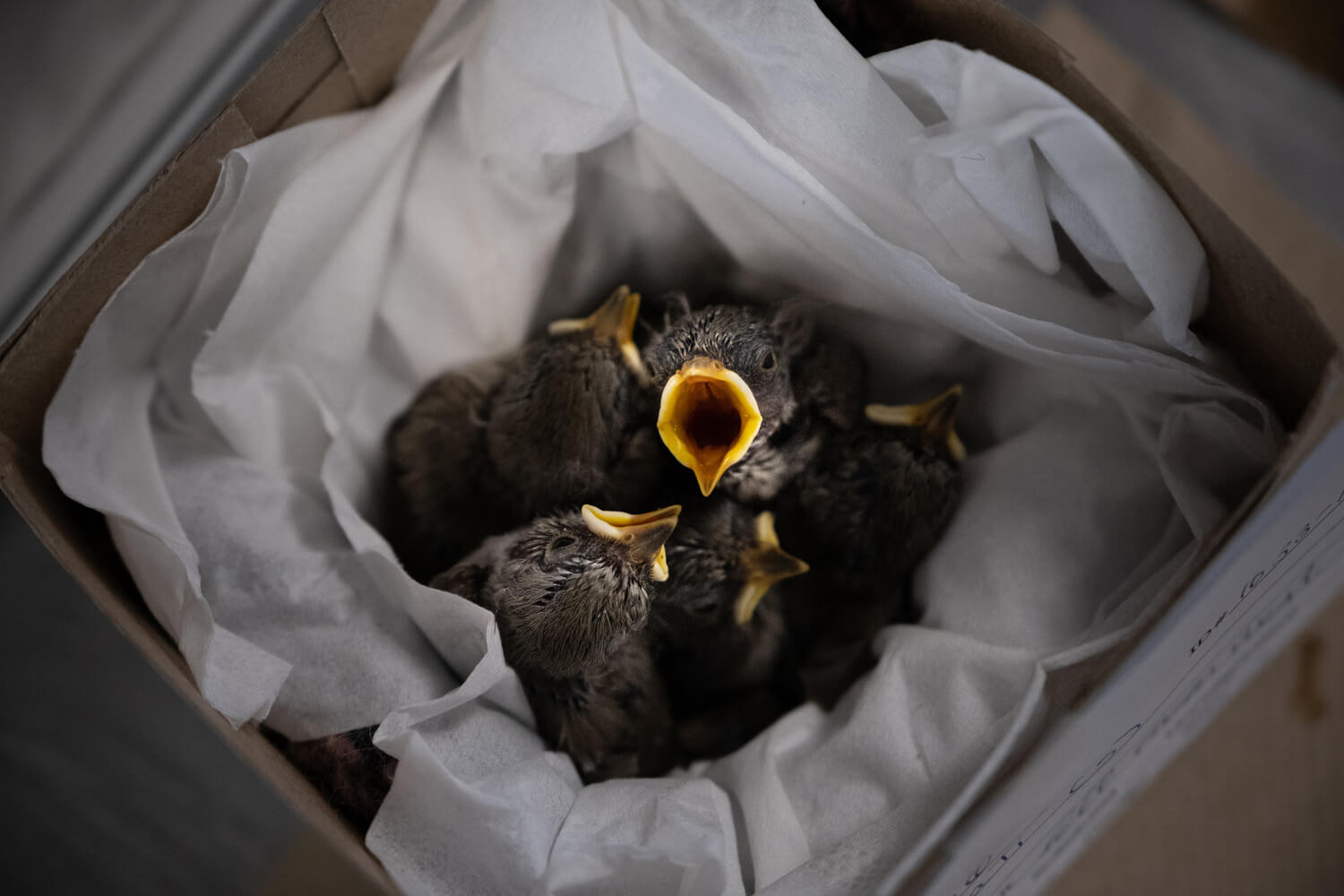 FUJIFILM Exposure Center Article - Be Versatile With Your Vision Using Zoom Lenses. Photograph shows a wide-angle image of rescue chicks in a man-made nest reaching upwards towards the camera with their mouths open.