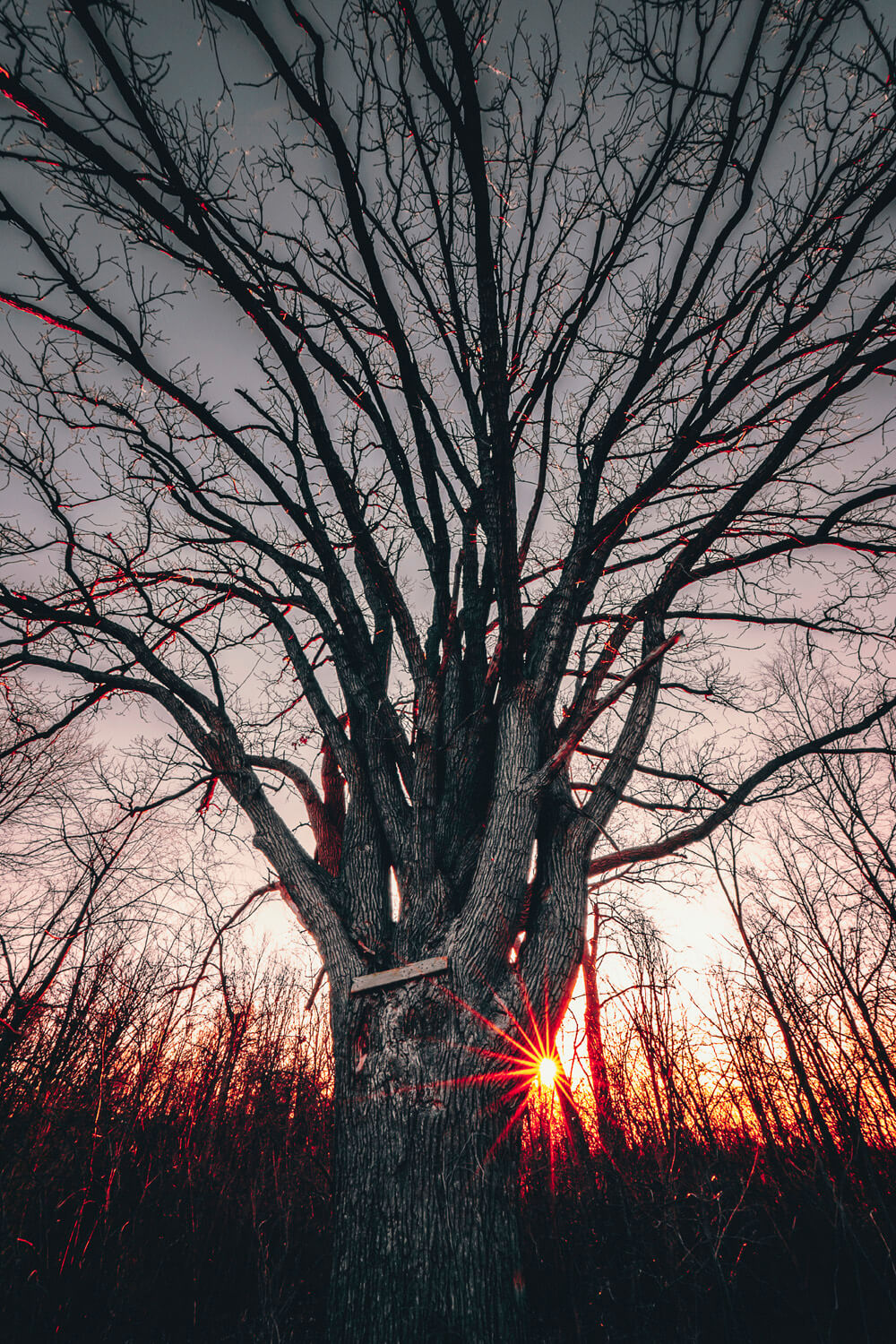 FUJIFILM Creators talk about how a lend can affect your message. Bryan Minear uses a wide angle lens to frame a tree in winter from below with a sunset behind.