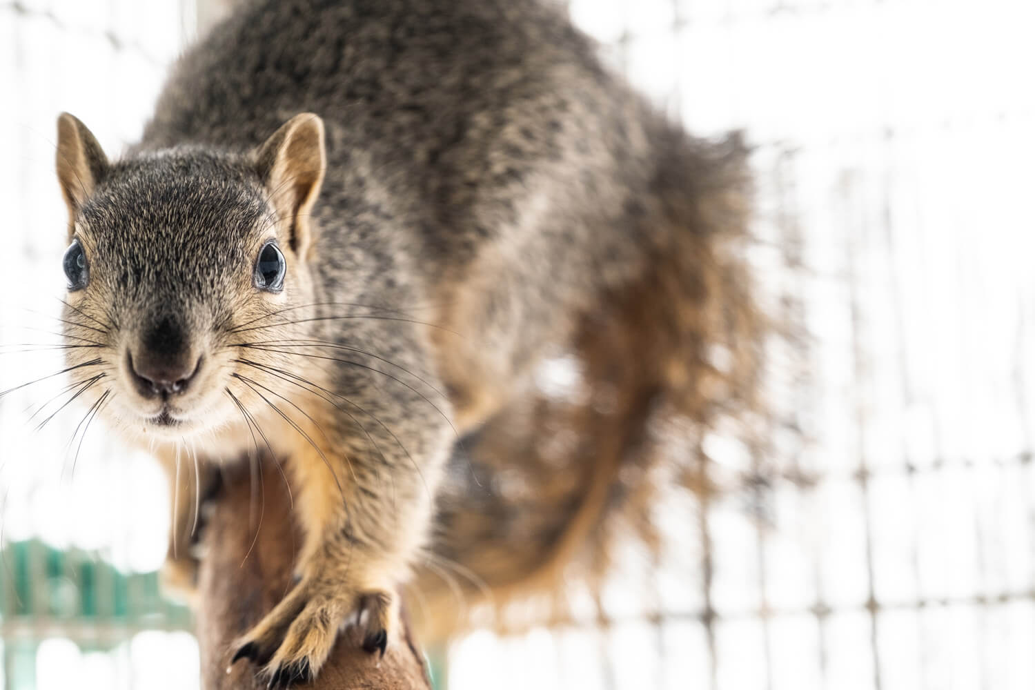 FUJIFILM Creators talk about how a lend can affect your message. In this image, Rebecca Gaal uses a standard zoom to frame a squirrel on a perch in a cage at a rescue centre.
