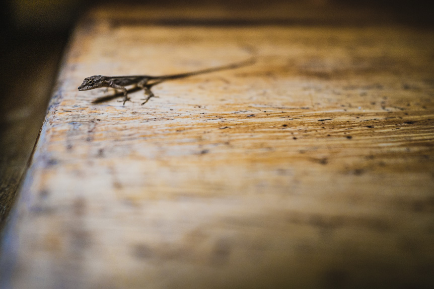 A small lizard sits on a wooden table