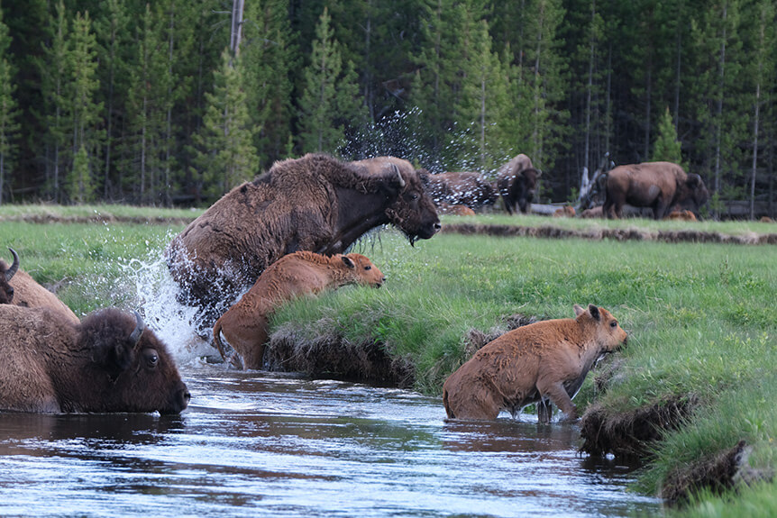 Buffalo with calves leaping out of river onto grassy bank
