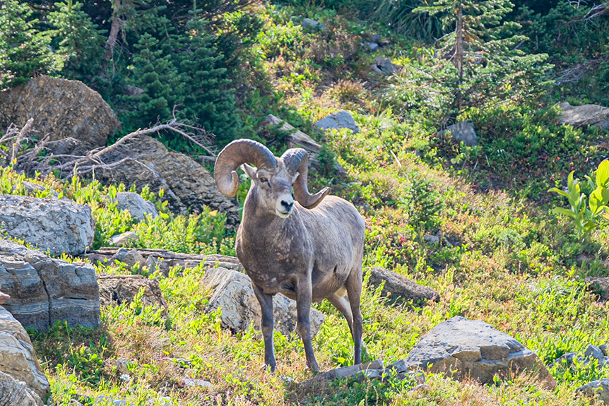 Mountain goat standing on rocky hillside