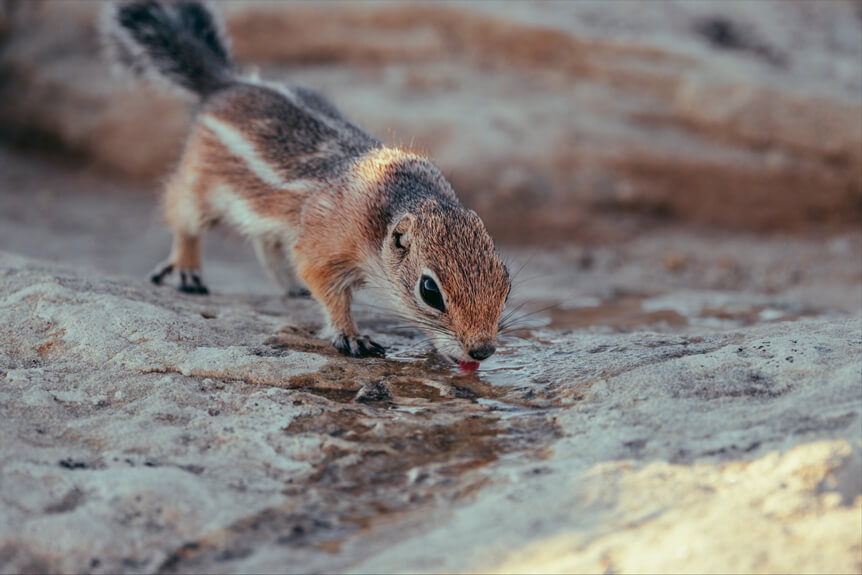 Chipmunk drinking small pool of water on rocks