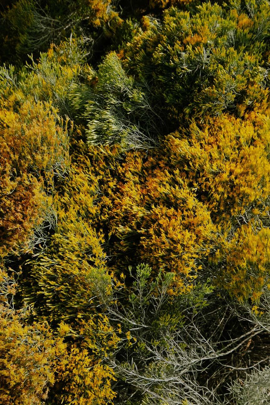 Close-up of yellow and green bush