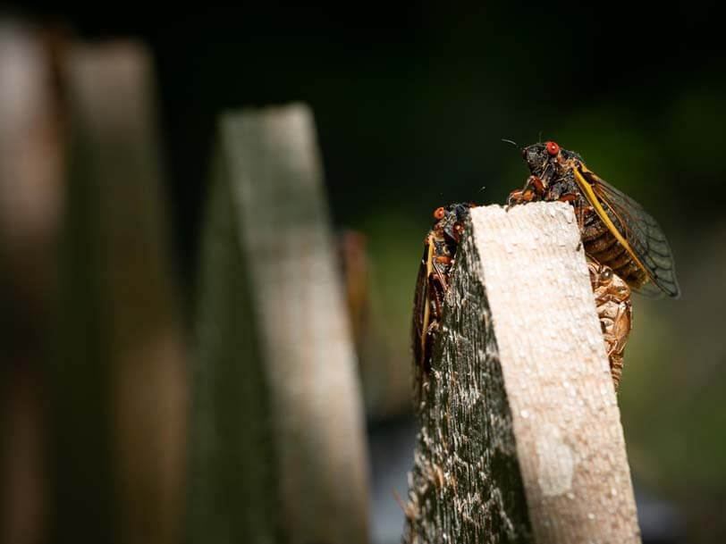 Two cicadas on wooden fence