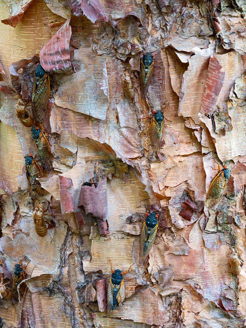 Group of cicadas on tree with peeling bark