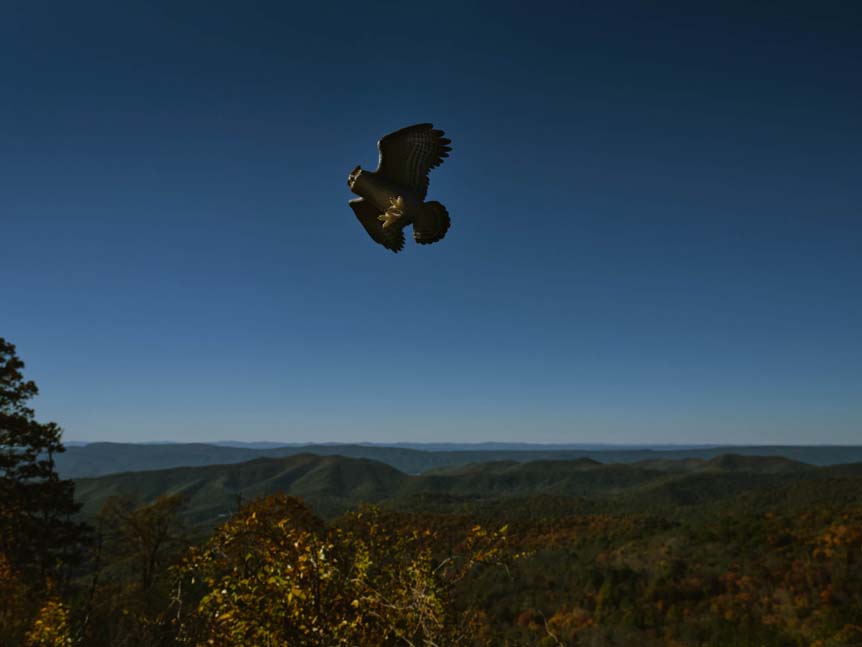 Figurine of owl flying over woodland landscape