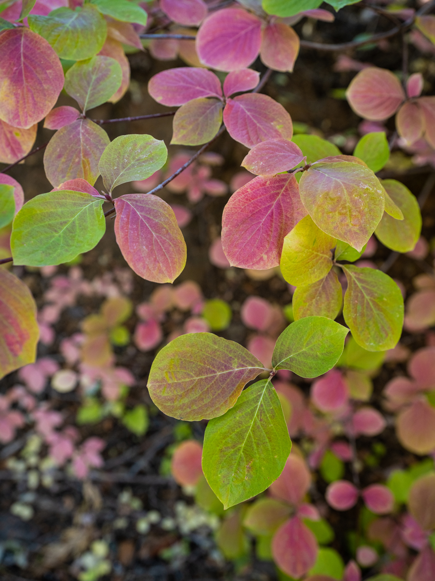 An assortment of pink & green leaves in Yosemite national park