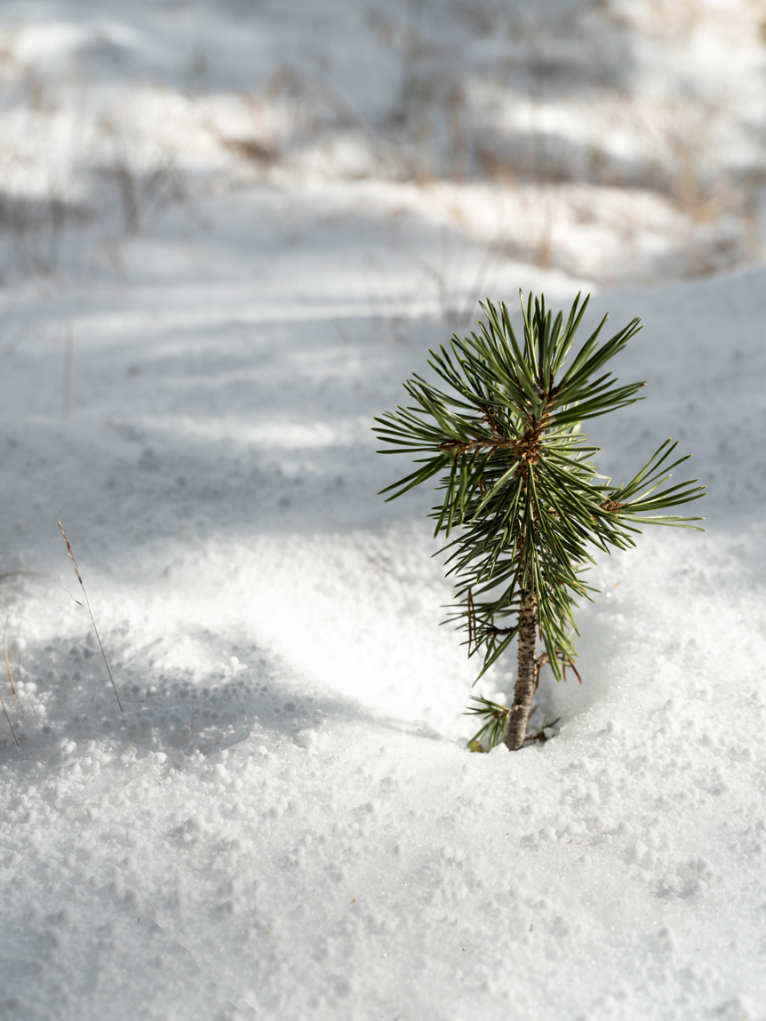 A solitary plant sprouts from the ice-covered grounds of Yosemite national park