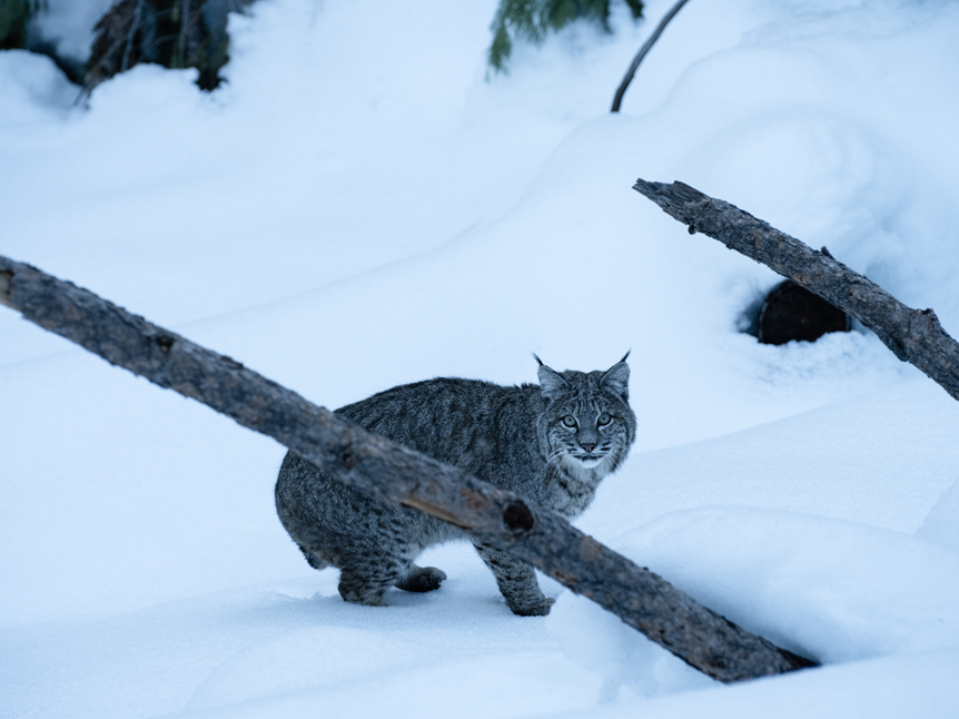 A bobcat stares into the camera, surrounded by snow in Yosemite national park