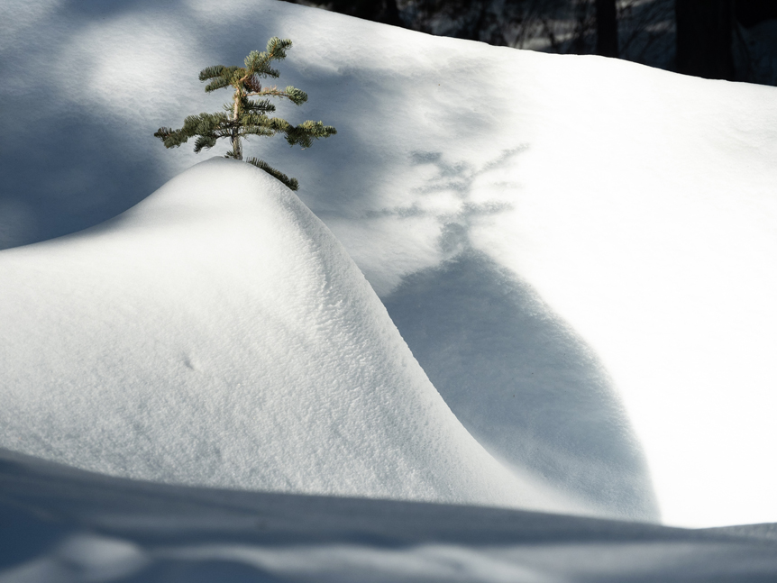 A small tree begins to sprout from a mound of snow in Yosemite national park