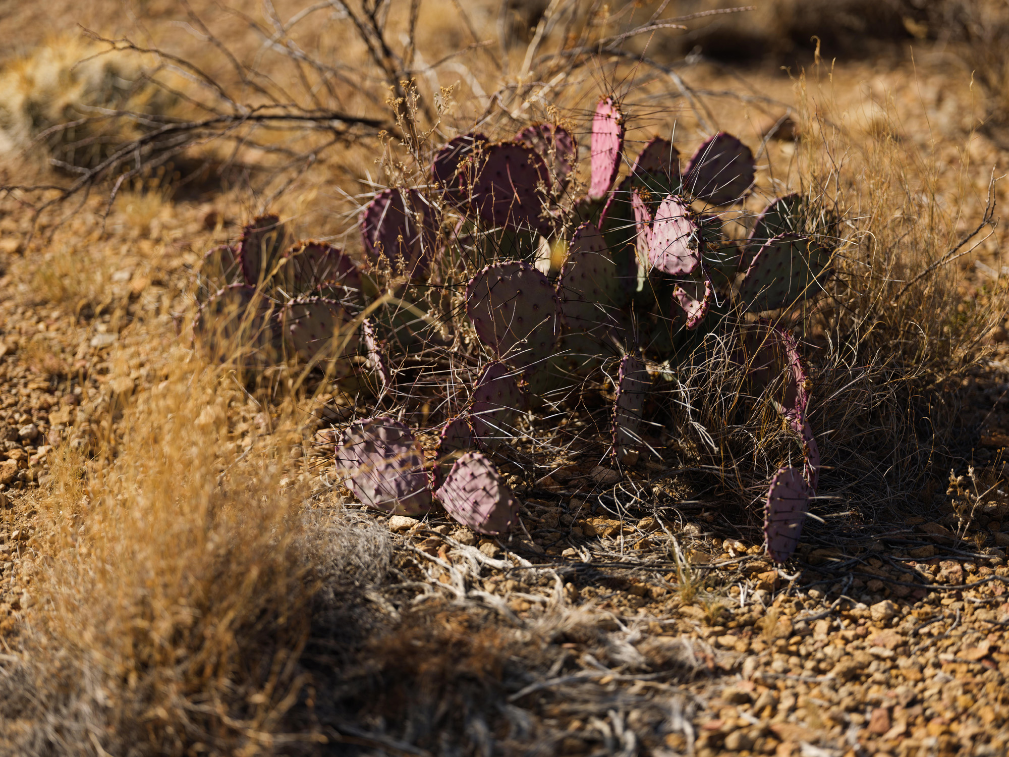 Purple cacti sprouts messily from a dusty sand space