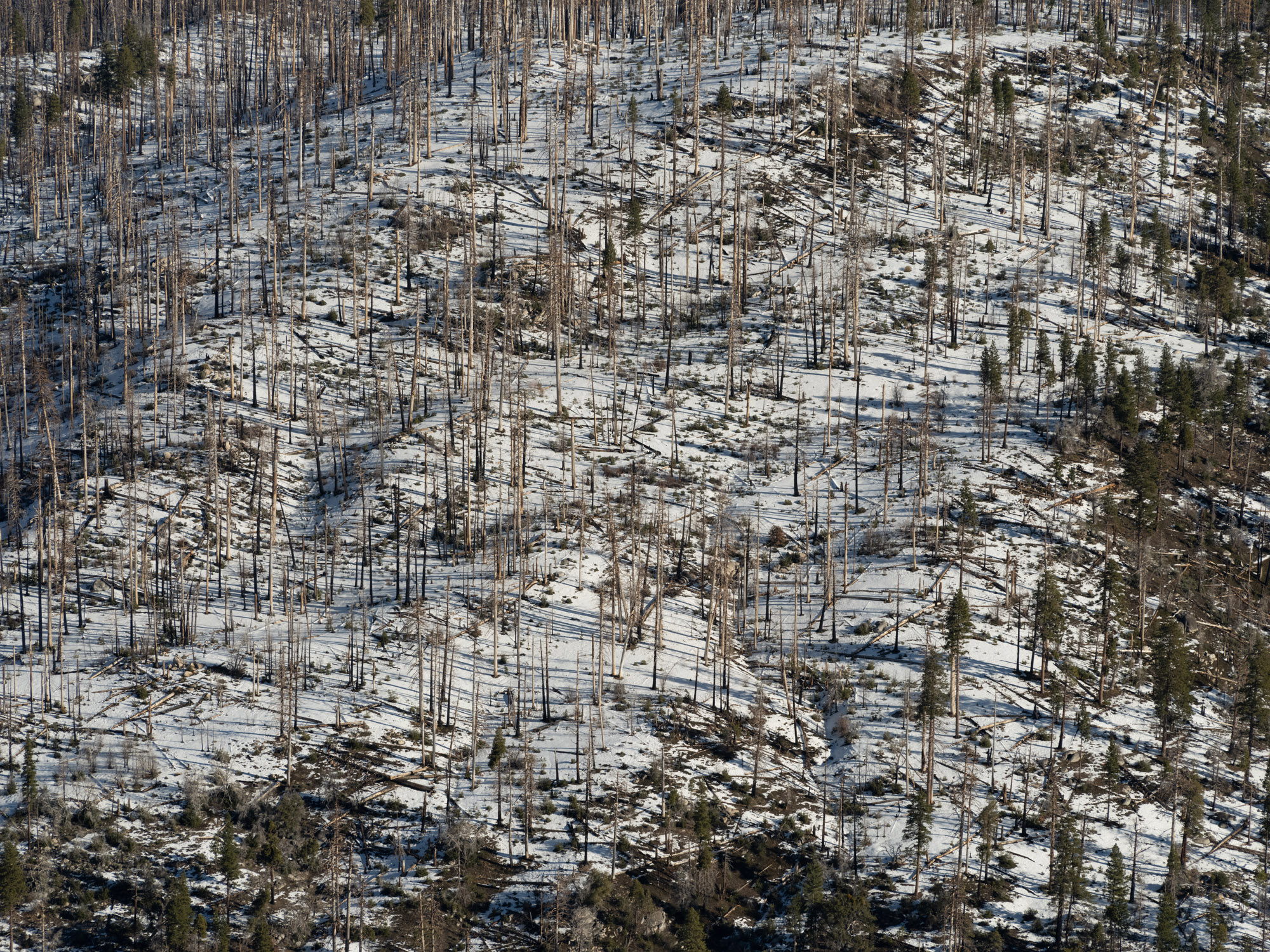 An aerial view of burnt out trees, encircled by vast quantities of snow