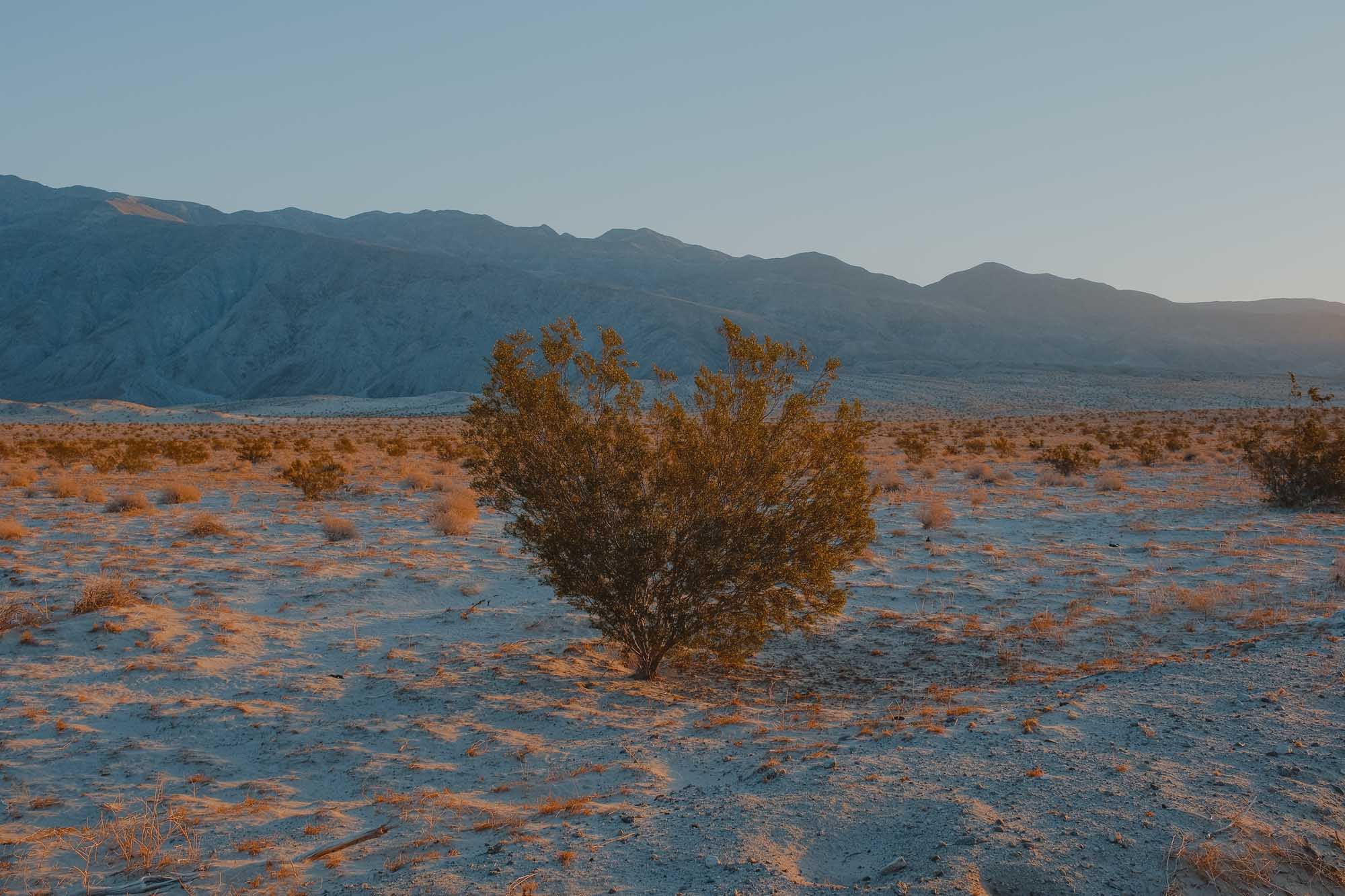 A lone bush in a vast stretch of sand