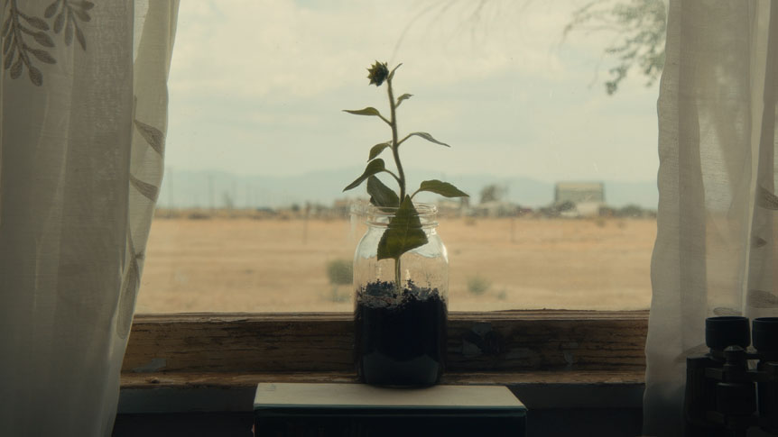 Sunflower growing in jar on windowsill