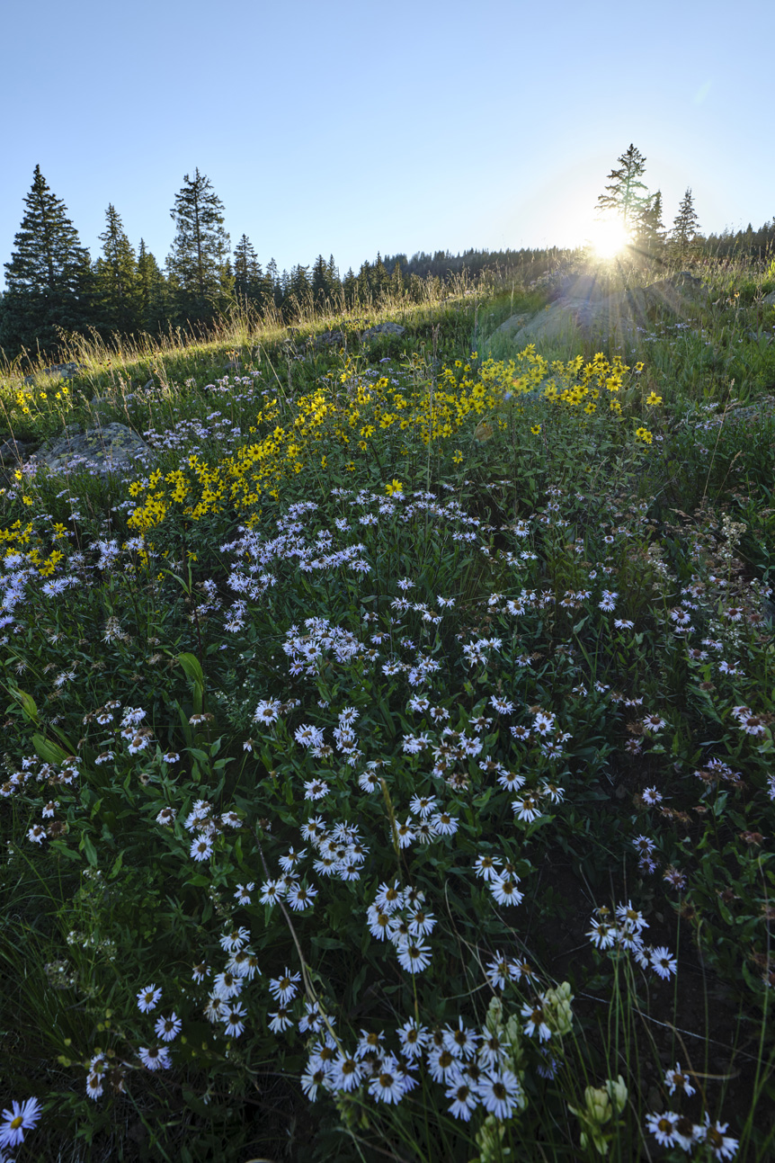 Field of flowers in Colorado