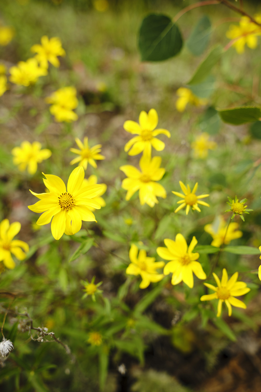 Small, yellow flowers