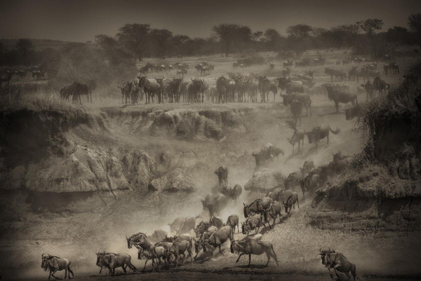 River's edge and savannah landscape full of wildebeest