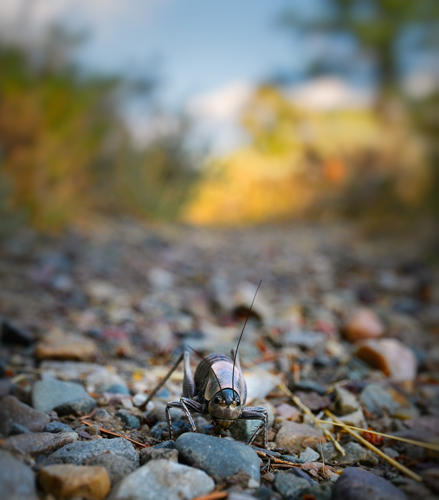 Close-up of large bug on pebble trail