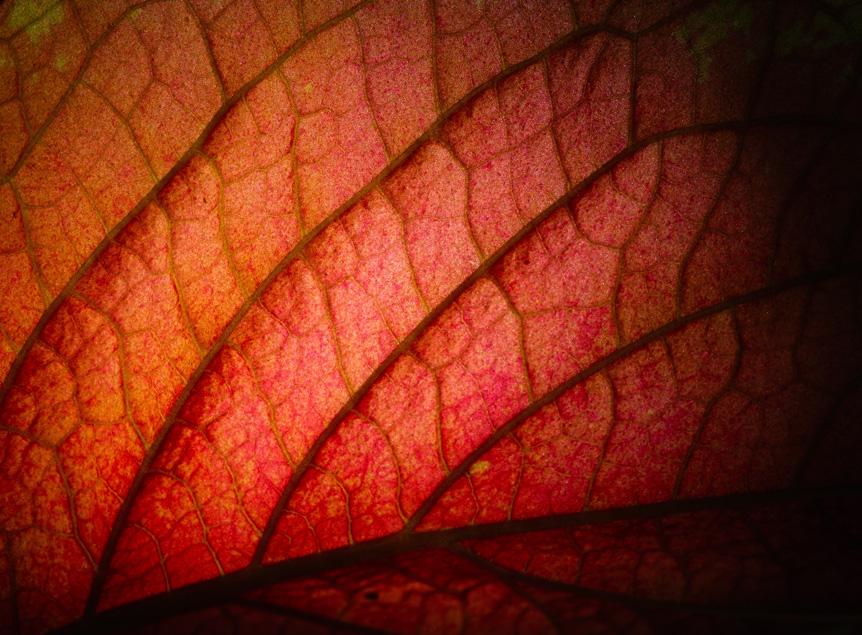 Detailed veins of red leaf