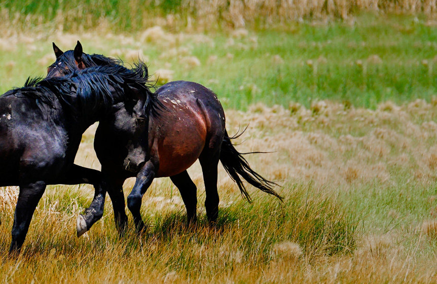 Pair of horses energetically fighting