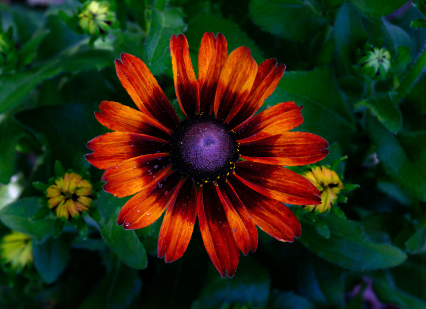 Vibrant orange flower with purple center