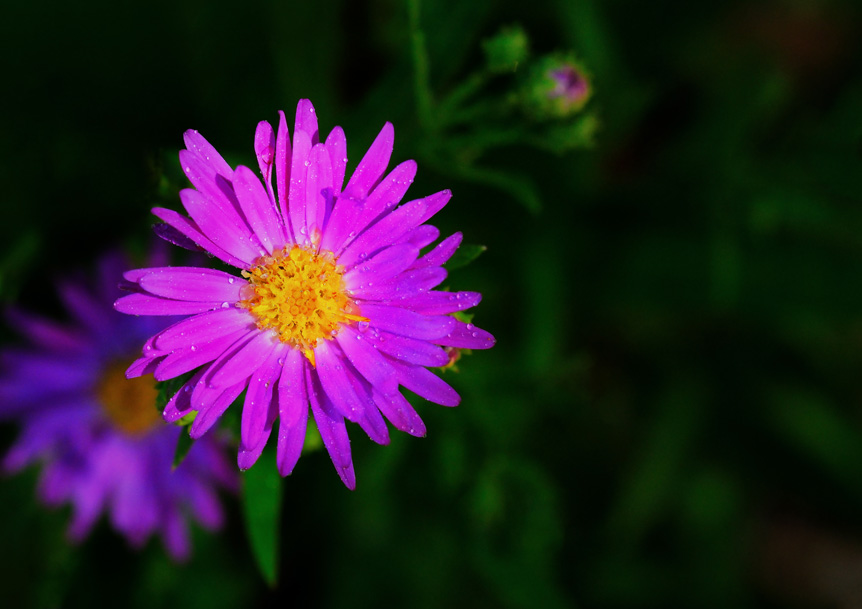 Vibrant purple flower with yellow center
