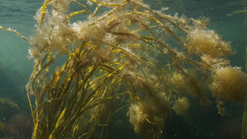 Long yellow plant tendrils floating in ocean current