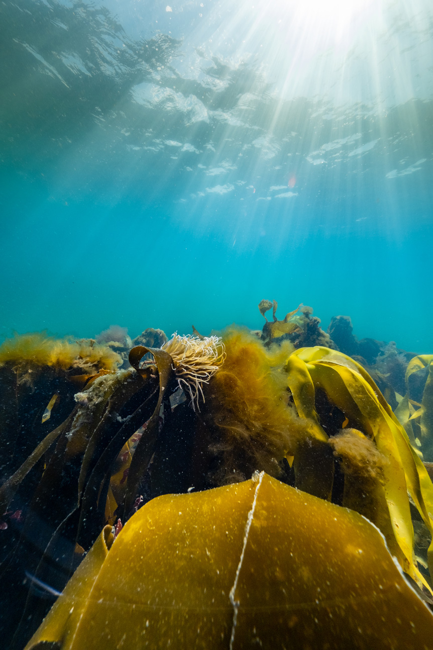 Expansive bed of seaweed beneath clear, blue ocean waters