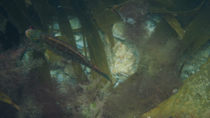 Fish swimming among strands of seaweed