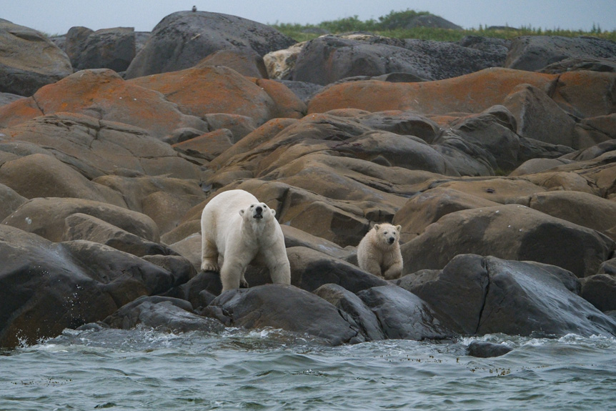Adult and juvenile polar bears stood on rocky shore
