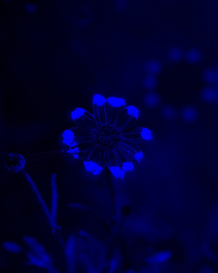 Blue ultraviolet image of woolly sunflower with vibrant purple petal tips