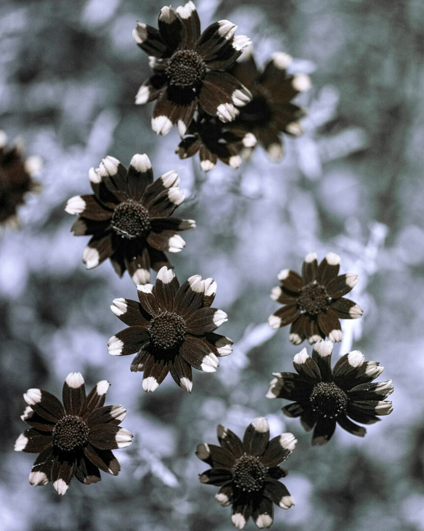 Ultraviolet image of woolly sunflowers, displaying black petals with white tips