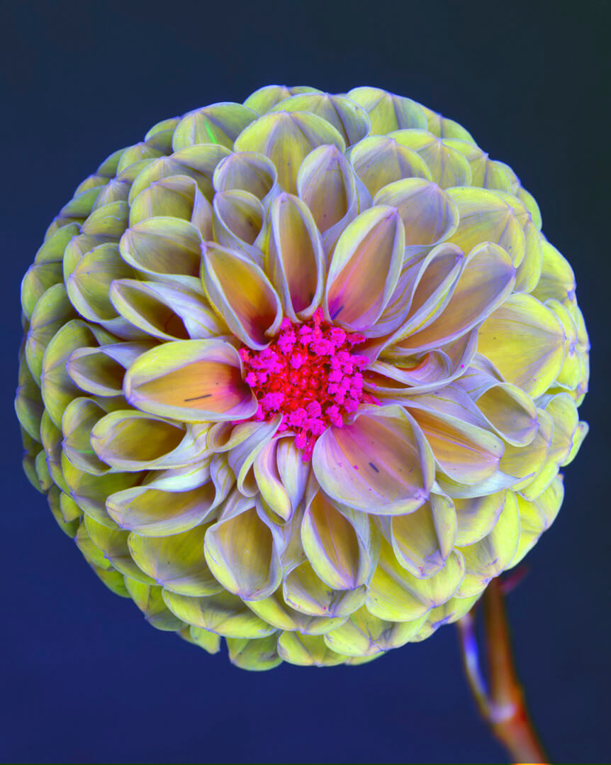 Edited ultraviolet image of yellow dahlia with vibrant pink center