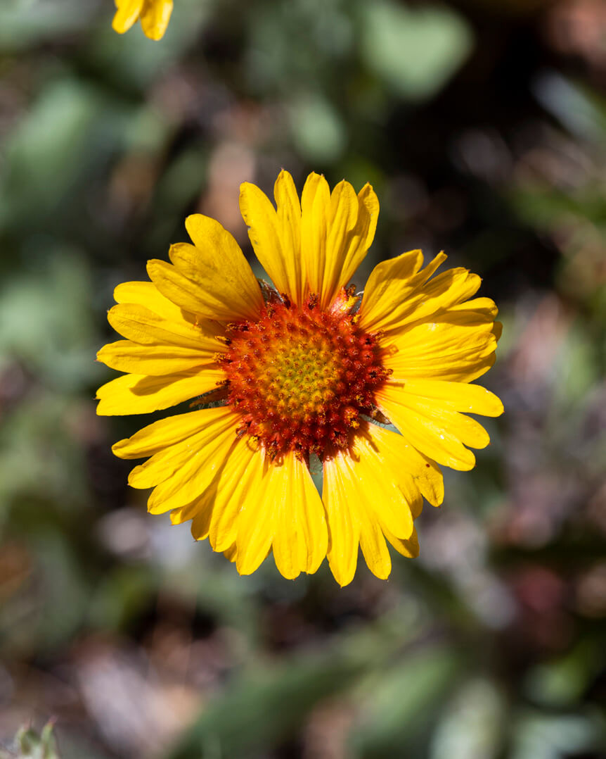 Daisy with vibrant yellow petals and orange center