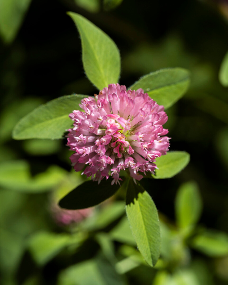 Round pink flower with green leaves