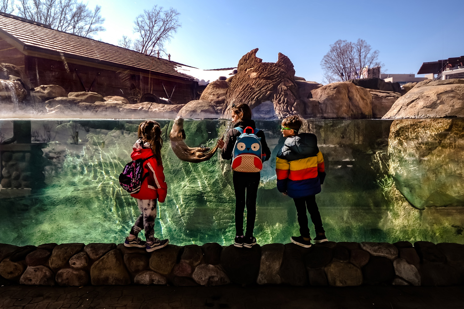 wide photo of kids looking at an otter swimming in a tank at the zoo