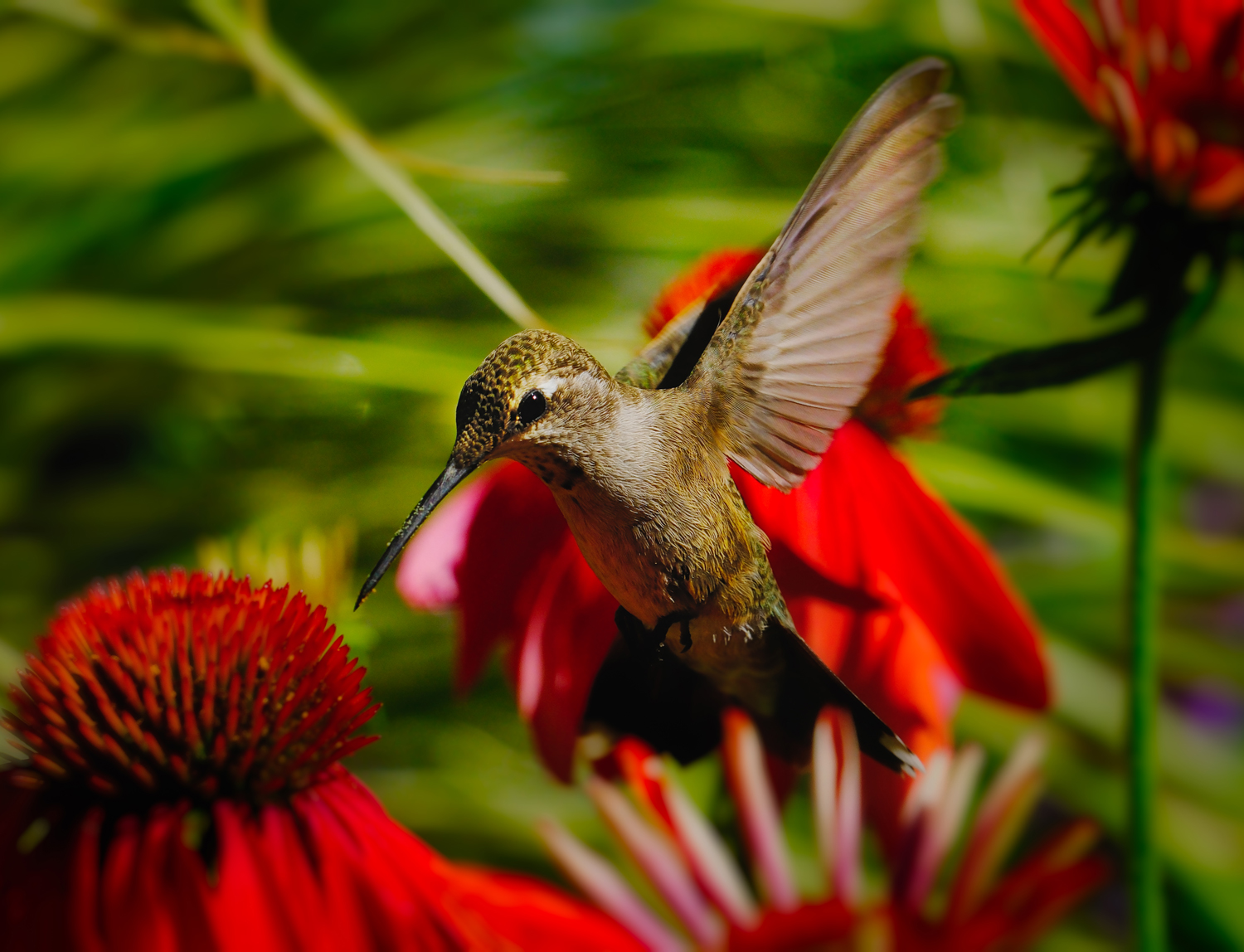 Humming bird hovering by flower high res example