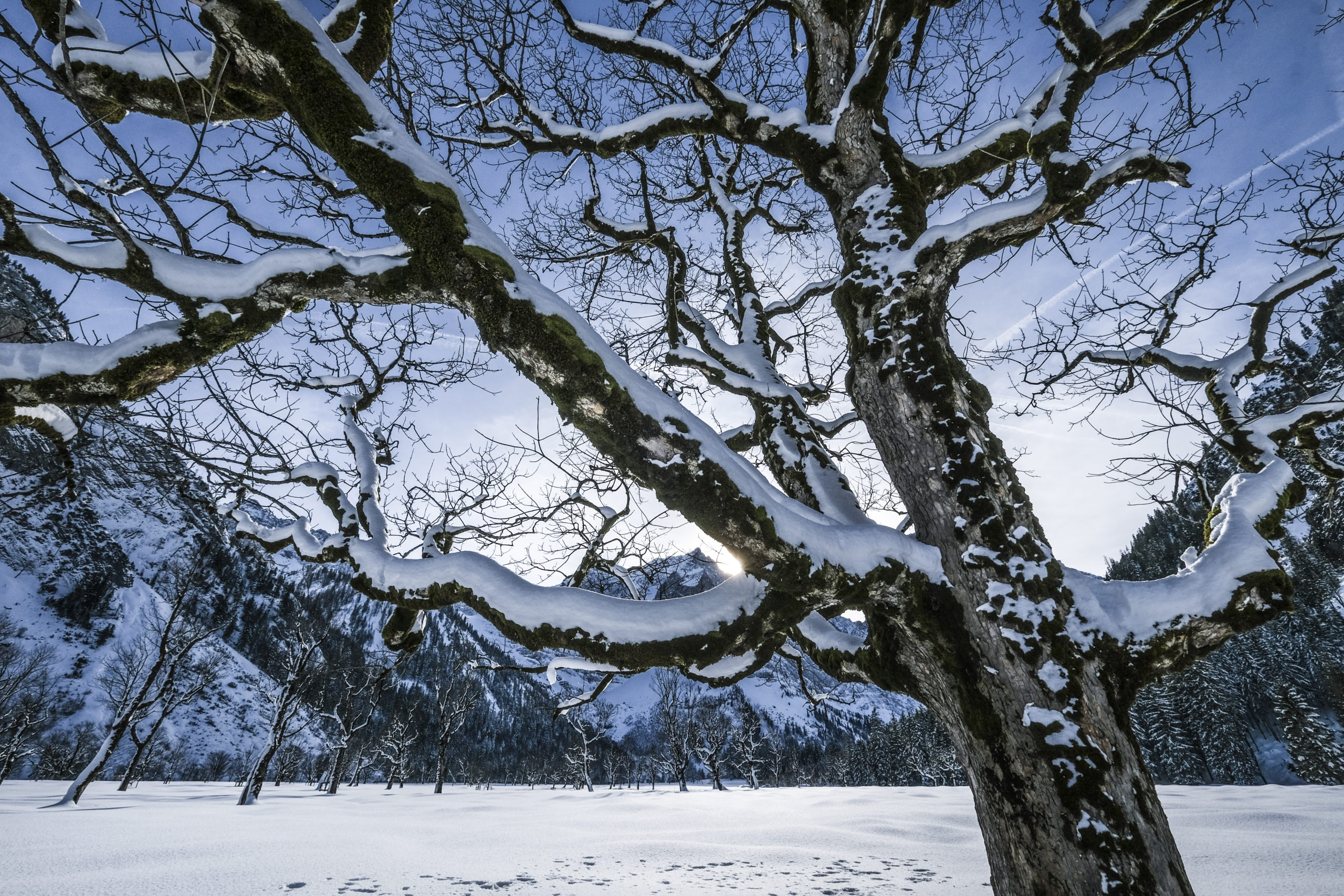 Fotografieren im Winter: Baum mit Schnee und Bergen