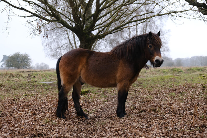 Brown horse standing in field