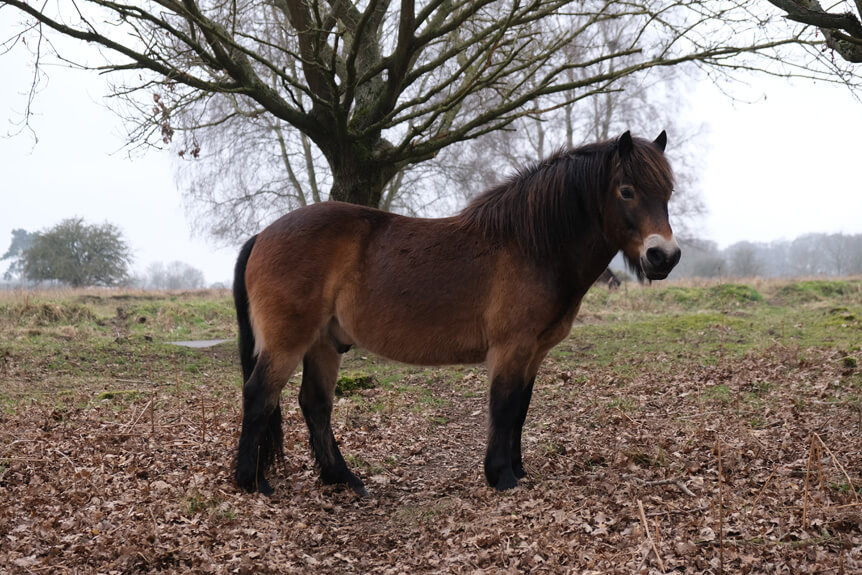 Brown horse standing in field