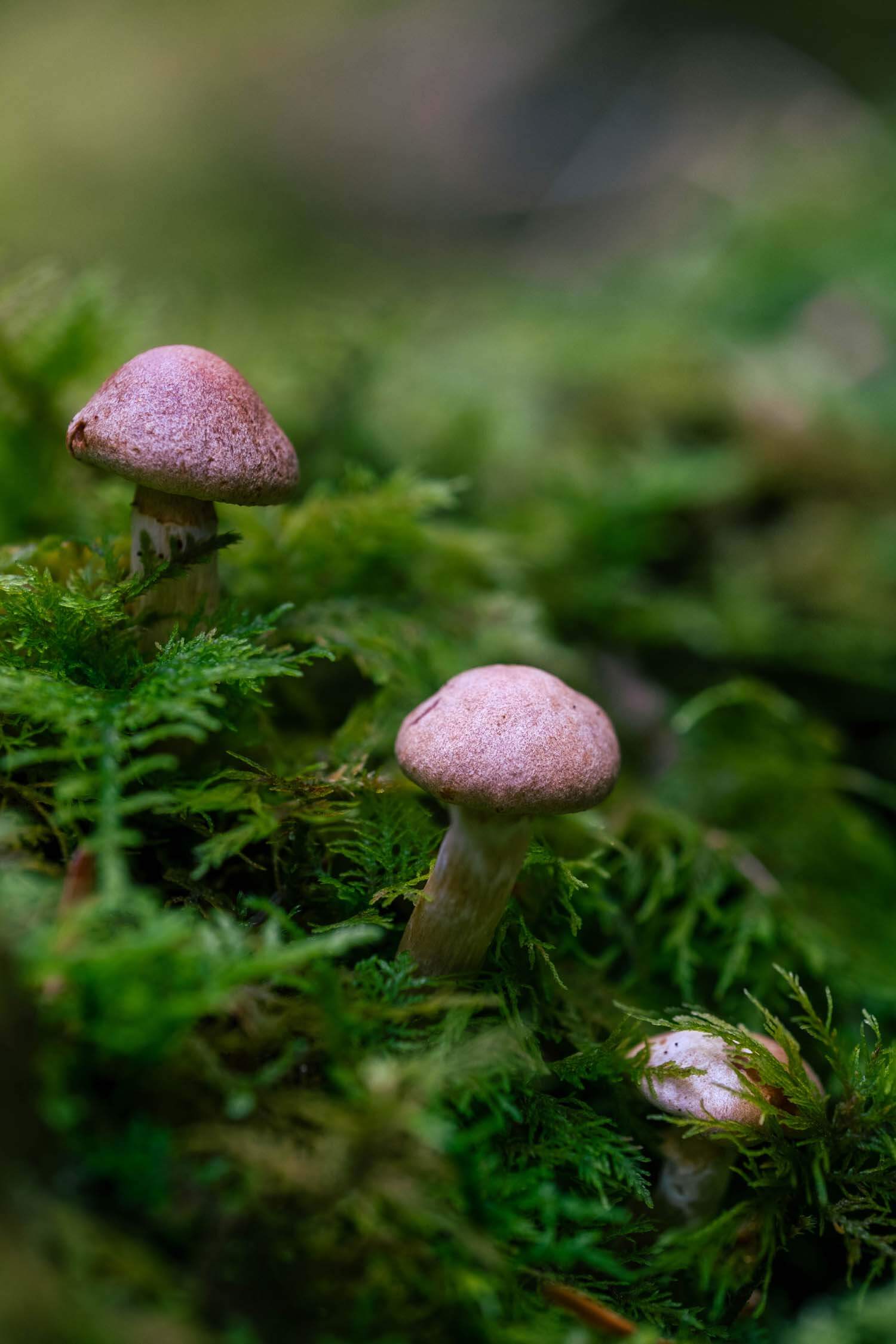 Two purple mushrooms in a bed of moss