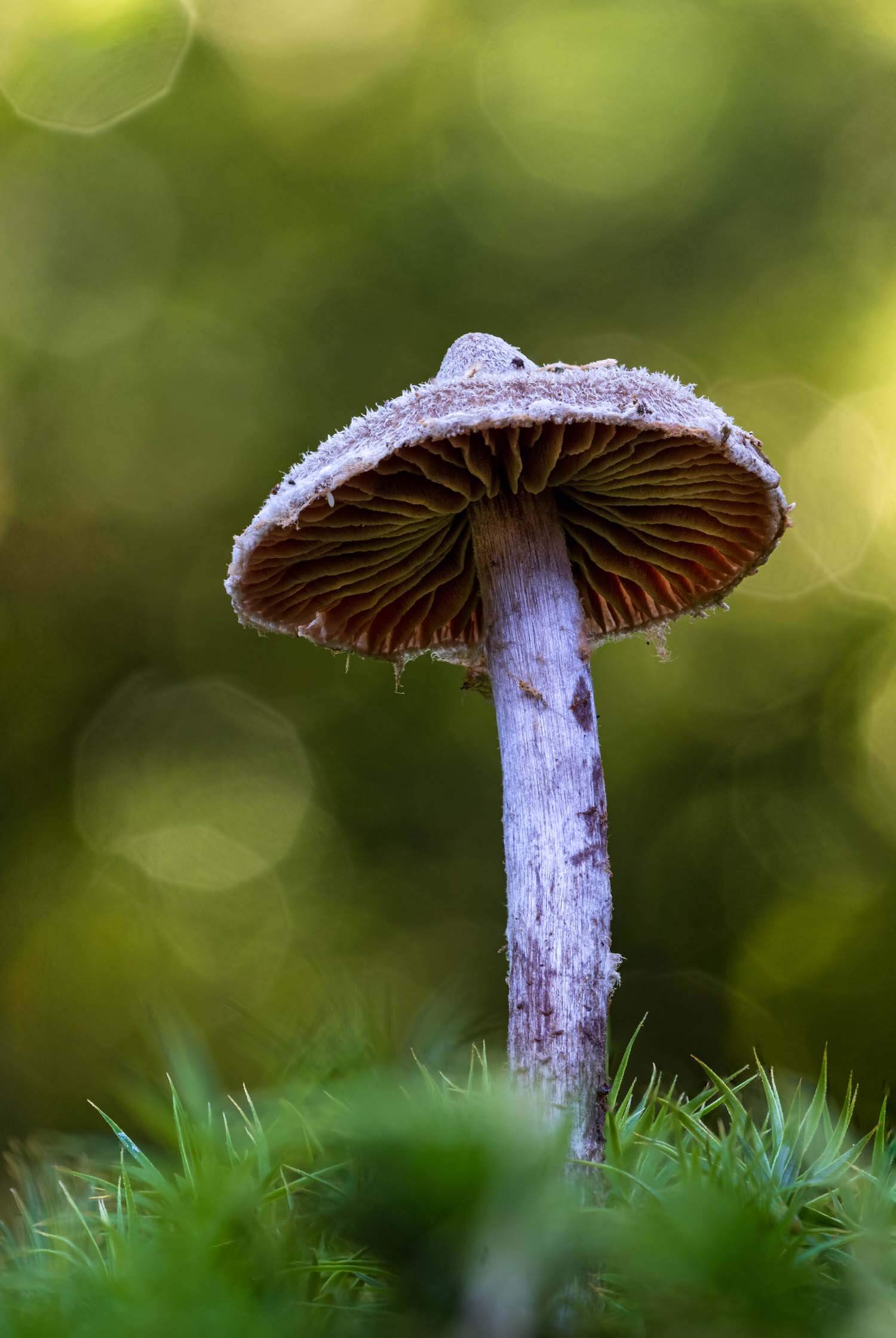 Furry mushroom with visible gills seen from low angle against blurred, green woodland background