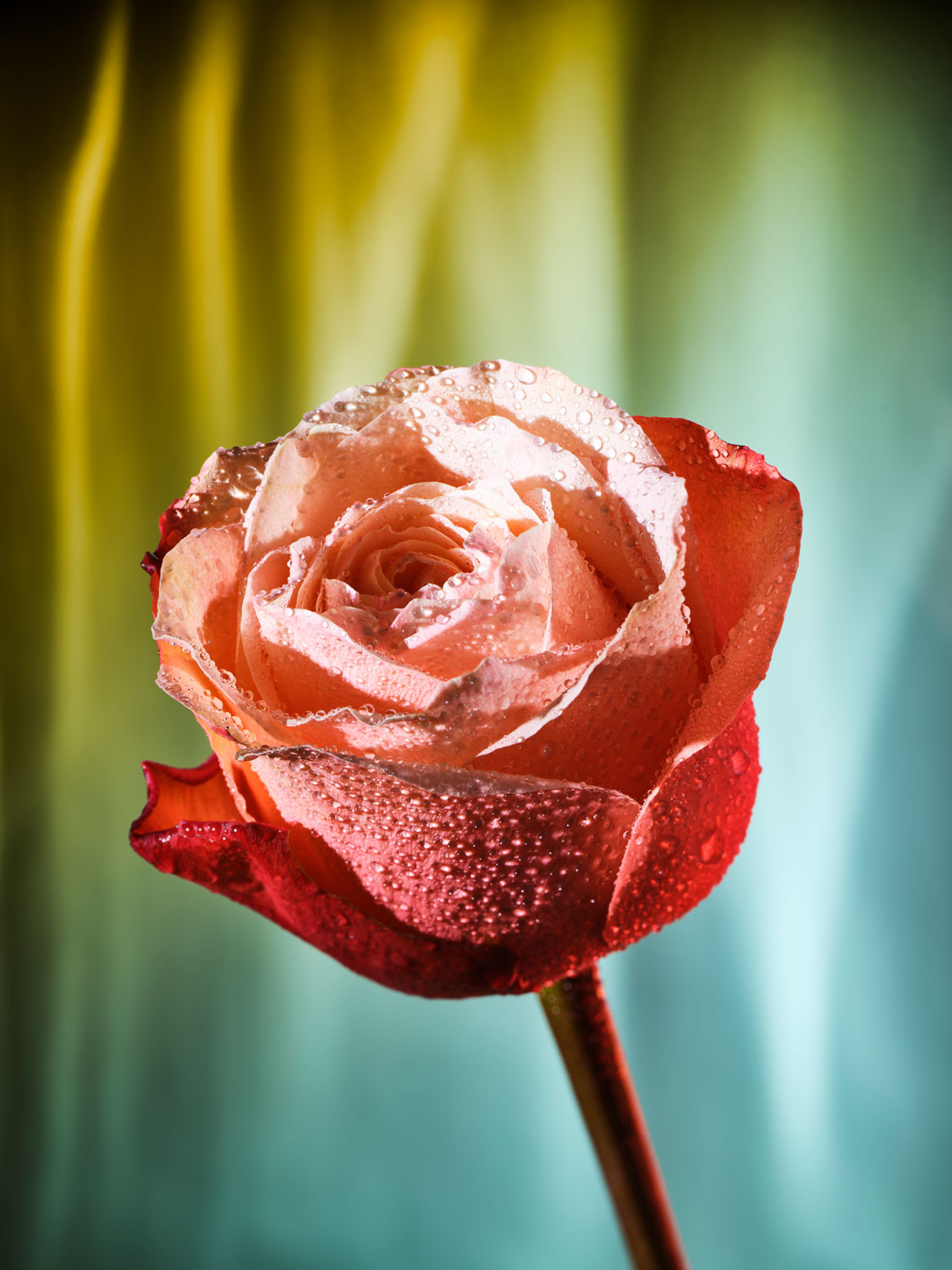 Makrofotografie: Rosenblüte mit Wassertropfen